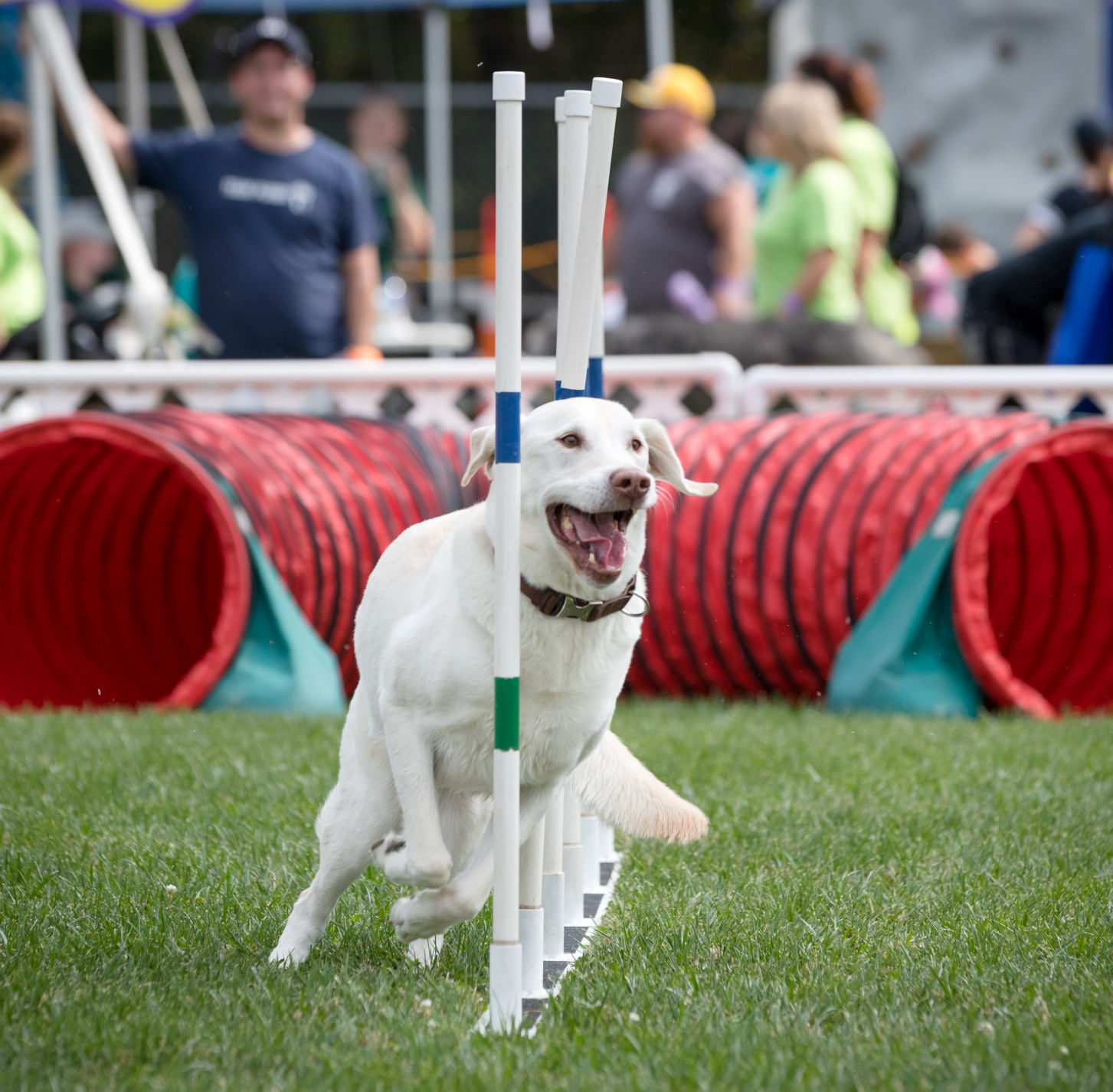 Walk for the Animals